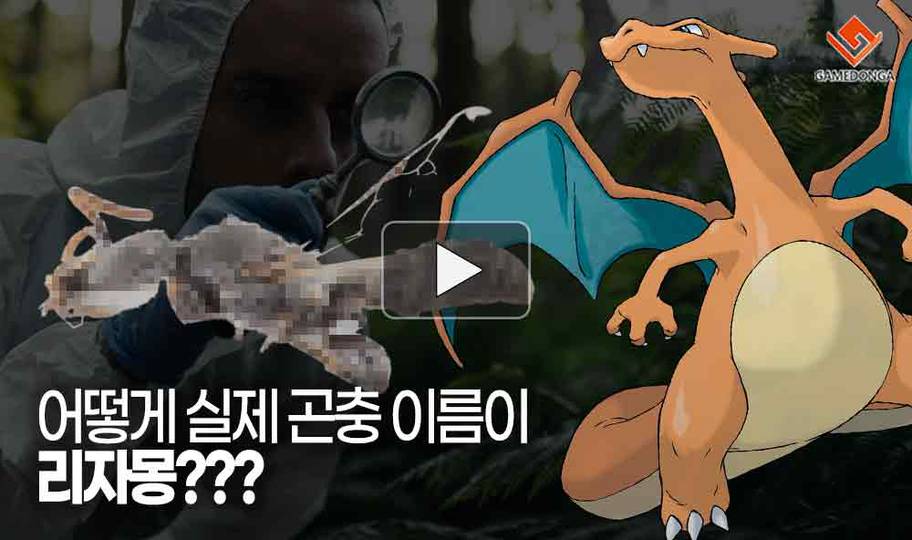 [동영상] 어떻게 실제 곤충 이름이 리자몽?