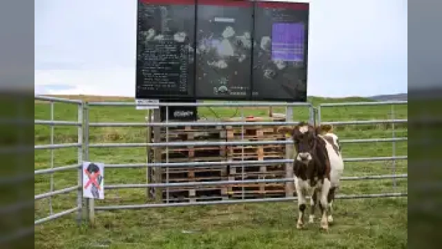 You Can Watch A Cow Play Eve Online Right Now